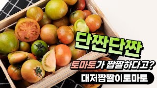 토마토가 짭짤하다구!? 진짜 진짜 대저짭짤이 토마토를 소개해드려요.