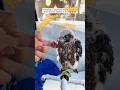 The man rescued a baby bird and raised it until he found... #shorts