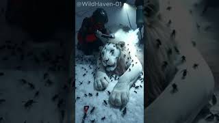 🚨 Rescue Mission: White Lion INFESTED with Deadly Black Insects! 🦁😨 (Must-See Wildlife Save)