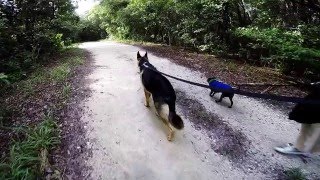 Dagny Johnson Hammock Walk