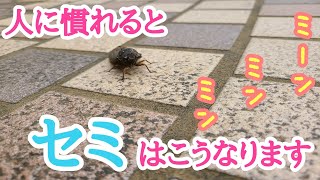 人に慣れるとセミはこうなります