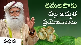 తమలపాకు వల్ల ప్రయోజనాలు Incredible Benefits of Betel Leaf And Nut #sadhguru #betelnut