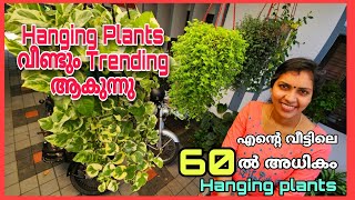 Hanging Plants വീണ്ടും Trending ആകുന്നു | എന്റെ വീട്ടിലെ 60 ൽ അധികം Hanging Plants |