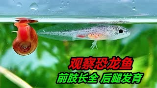 仔細觀察下發現，六角恐龍魚前腿長出四根腳趾，後腿也開始發育了