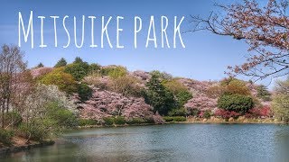 絶対行くべきお花見スポット // 横浜の桜名所