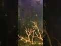 FIRST VID CAP OF PIKES PEAK AQUATICS RED CHERRY SHRIMP 🦞🦞🩷🩷 by Princess Sarah @PikesPeakAquatics