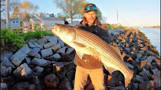 MONSTER Striped Bass in Cape Cod Canal! **Catch, Clean, \u0026 Cook**