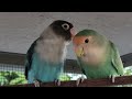 les inséparables amoureux lovebirds. des petits perroquets très curieux.