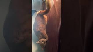 前転できるんだね(*^^*)     #shorts #猫動画 #ねこのいる生活 #ねこ動画