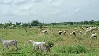 கோமாரி நோய்க்கான காரணங்கள் ஓர் அலசல்