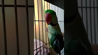 raw parrot bired k leye ken cheezo ka khayal rakhna hota hai