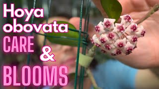 Hoya obovata Blooms! Hoya Spotlight