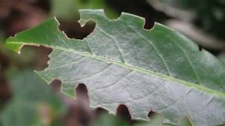 Dickmaulrüssler-Larven mit Nematoden erfolgreich bekämpfen