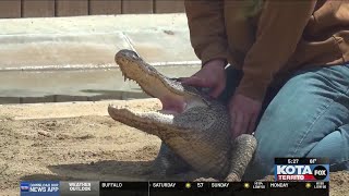 Reptile Gardens alligator shows return Friday