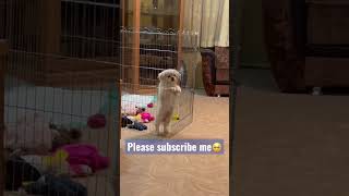 take me out😡😡😡 #dog #pekingese #puppy #pet #subscribe