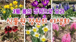 정원의 야생화 - 3월 봄의 정원으로 오라, 신구대학교식물원 정원의 야생화 해설