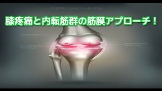 理学療法士　筋膜リリース　筋膜　膝OAと内転筋群の筋膜アプローチ！