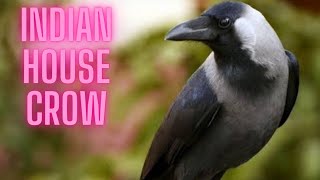 Indian house crow information #wildlifeinindia