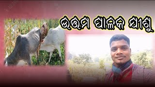 ଯୀଶୁ ଉତ୍ତମ ପାଳକ // JESUS IS THE GOOD SHEPHERD  // GOOD NEWS #paulmallick #godsword