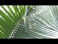 sri lanka hanging parrot at kithulgala on wild about travel tour