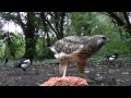 common buzzard filmed close range