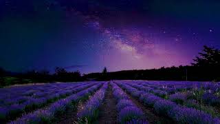 Beautiful Relaxing Music - Calming, Peaceful, Lavender Fields - Strings, Piano, Cello, Flute, Choir