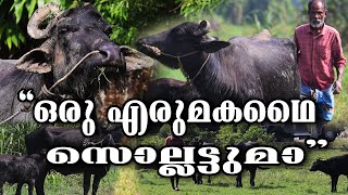 എരുമകൾ 22 വർഷമായി ബാലേട്ടന്റെ പന്തിയിൽ || BUFFALO FARMING || KERALA || എരുമ || ERUMA || എരുമ വളർത്തൽ