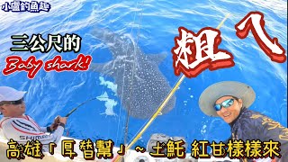 高雄「厚替幫」巧遇三公尺大物！高級魚類土魠、紅甘樣樣來～