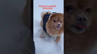 #pet #pomernian #snow #coldweather #winter #happiness #shortvideo #happydog