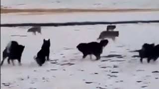 Tibetan Mastiffs vs. Wild Wolves