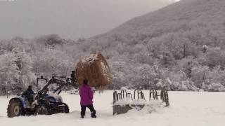 Alimentamos a los animales en un paisaje nevado