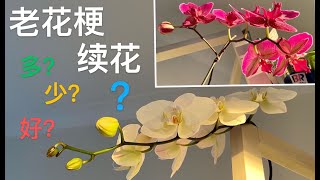 【21370】蝴蝶兰老花梗续花多寡，三个影响因素，视频最后说的那个问题也很重要 // 静姐说花819