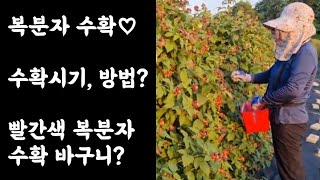 복분자 수확♡ / 수확시기 및 방법? / 빨간색 복분자 수확 바구니?