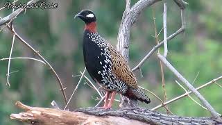 black francolin (kala titar)