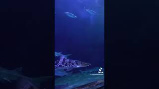 Incredible Look at the Deep Water Aquarium Tunnel ft. Sharks, Rays and More! - Aquarium of the Bay