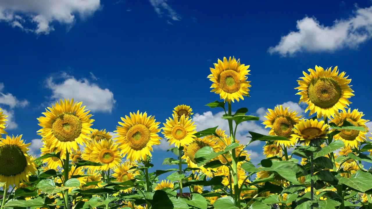 Sunflower Growth Stages