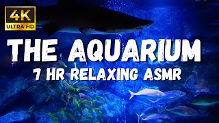 Underwater ASMR, Aquarium with Shark and Fish, Nice for Sleeping