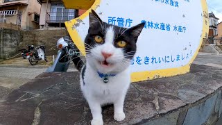 猫島に着いてすぐに出会った猫が強烈に甘えてきた