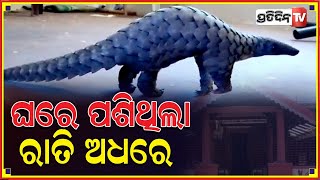 ପଣ୍ଡା ବାବୁଙ୍କ ଘରେ ରାତି ଅଧରେ ଘରେ ପଶିଲା ବଜ୍ରକାପ୍ତା || PratidinTV