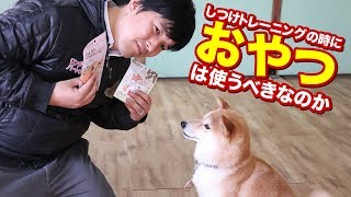 トレーニングでおやつを使いすぎとコメントが来ましたのでおやつを使うべきなのかについてお話します！