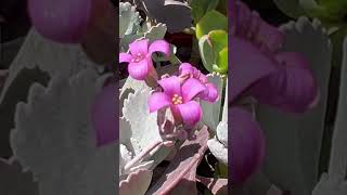 💜💗💜  Pretty pink- lavender flowers!  Kalanchoe pumila 💐😍👍