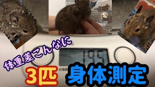 【デグー 身体測定】体重の差がすごいんですけど。。。