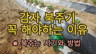 [감자재배] 감자북주기 할까?말까?  북주는 시기와 이유