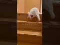 The Ultimate Cat 🐈 Slide Staircase Edition🐈🐱🎿#pets #cute #funny #cat #shortsanimals #animals #shorts