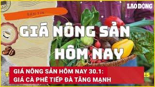 Giá nông sản hôm nay 30.1: Giá cà phê tiếp đà tăng mạnh | Báo Lao Động