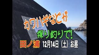 『カワハギ』などが『探り釣り』で！14日田ノ浦 fishingmax和歌山インター店