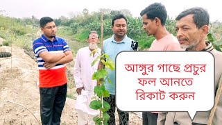 আঙ্গুর গাছ তৈরি করতে রিকাট করুন ( Need recut for better healthy plant)