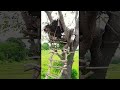 House on a tree  | Nature  | crafts tv | tree of life