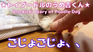 ごじょごじょ、、 ★トイプードルのうめ吉くん（761日目)★Umekichi Diary of Poodle Dog