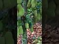 New technique for growing jackfruit plant #jackfruit_grafting #jackfruit #farming #viral #shorts